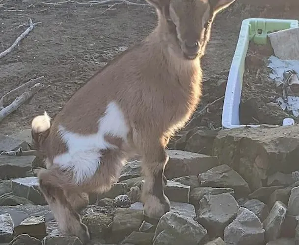 Bed & Breakfast Chez Titian Vue Sur Le Mont St Michel 3*